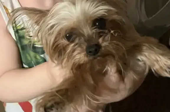 Пропала собака, Ивановская улица, Высокое - мини йорк, активная и веселая - photo