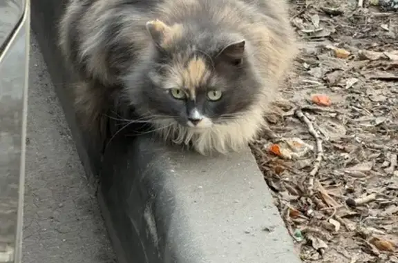 Найдена кошка, Москва, фото: Найдена кошка, Большой Саввинский переулок, 10 с2А, Москва - красивая, похожа на домашнюю