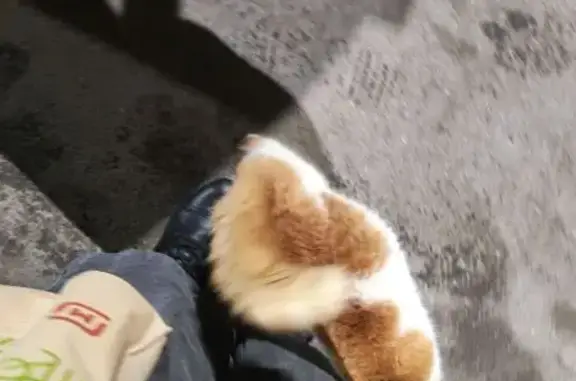 Найдена кошка, Ижевск, фото: Найдена кошка, Постольская улица, 46, Ижевск - ласковая, рыже-белый окрас