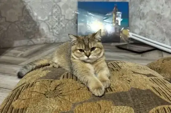 Пропала кошка, улица Победы, 84, Ахтырский - рыжая британская шиншилла - photo