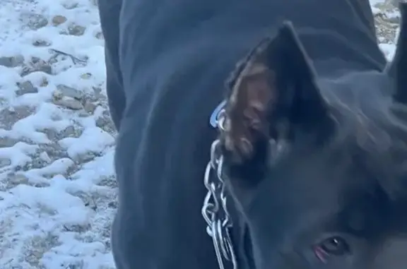 Пропал собака, улица Демуса, 6Б, Краснодар - чёрный Коне-Корсо с зелёным ошейником - photo