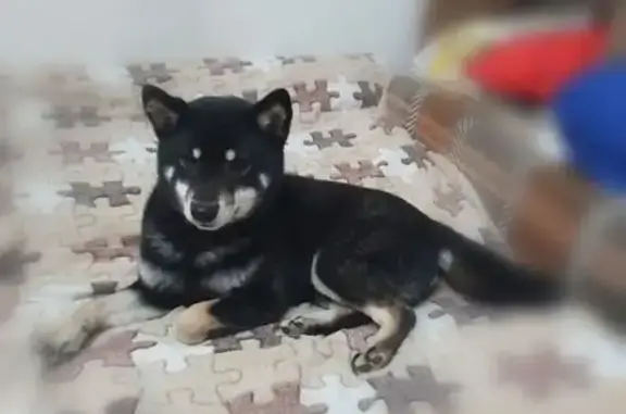 Пропала собака, женский пол, Авиамоторная улица, 11 к1, Москва - черно-потлатый окрас - photo