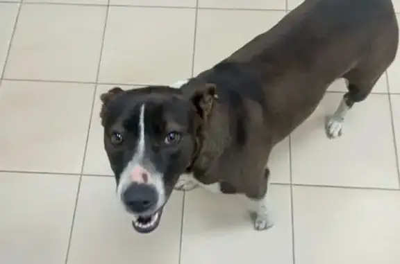 Найдена собака, Сочи, фото: Найдена собака, улица Ленина, Сочи - девочка, спокойная