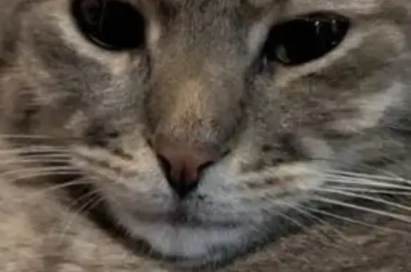 Пропал кот, Читинская улица, 7, Казань - верх левого уха надорван - photo