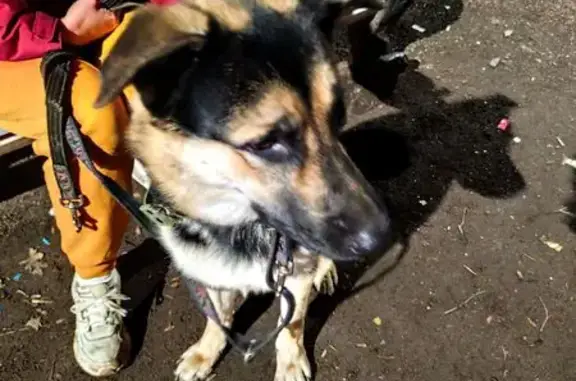 Найдена собака, Санкт-Петербург, фото: Найден собака, улица Репина, 14А, Санкт-Петербург - ласковый и ухоженный