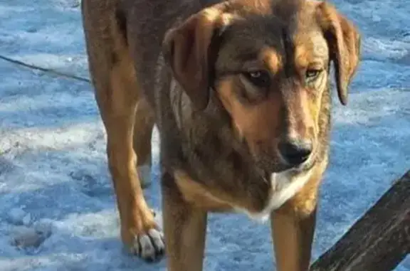 Пропал собака, Волгоград - photo