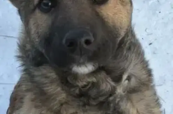 Пропала собака, палевый окрас, улица Коли Мяготина, 8, Курган - photo