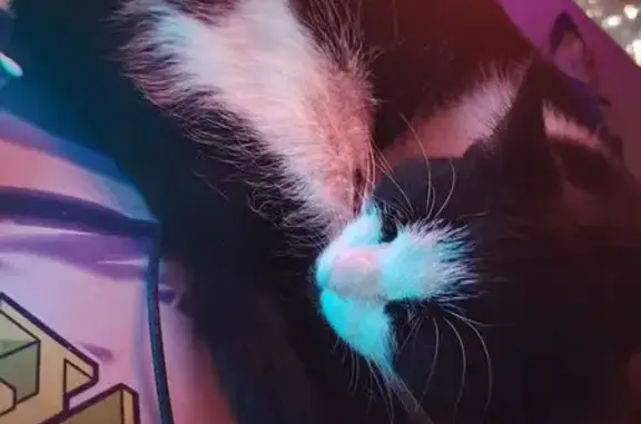 Найдена кошка, Курчатов, фото: Найдена кошка, улица Энергетиков, Курчатов - синий ошейник