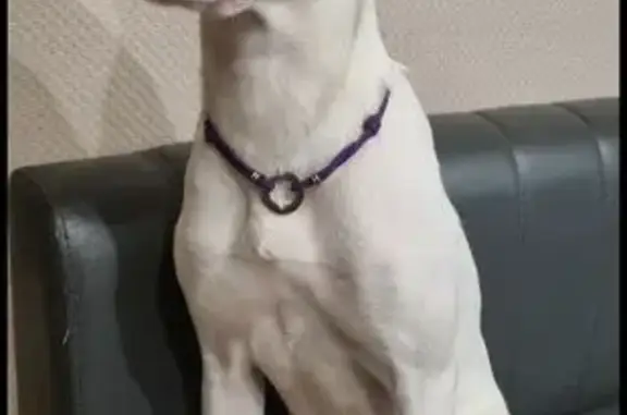 Пропала кошка, улица Твардовского, 10, Томилино - белая с коричневыми пятнами - photo