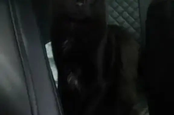 Пропал кот, 46Н-03784, Стреглово - черный окрас, кличка «Бегемот» - photo