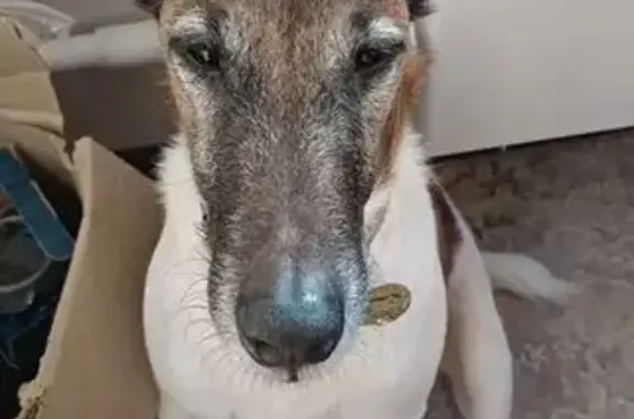 Пропала собака, женская, Раменский - трёхцветная фокстерьерша с клеймом - photo