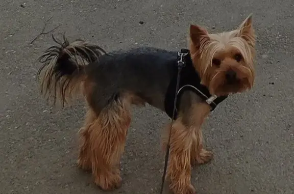 Пропал собака, улица 3-я Линия Нефтяников, 24, Краснодар - крупный и высокий - photo