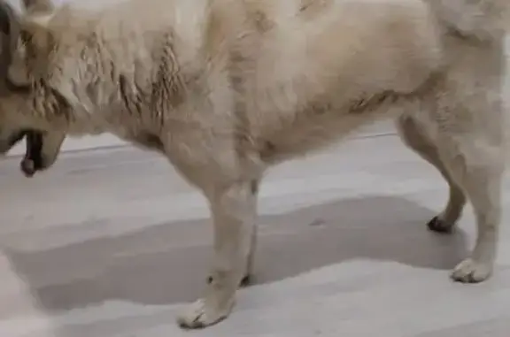 Найдена собака, Калуга, фото: Найдена собака, Калуга, светлый окрас, похожа на лайку