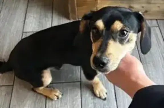 Пропал собака, Красноармейская улица, 8, Артём - photo