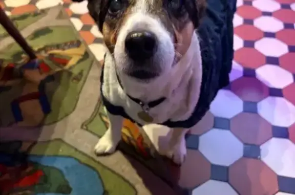 Пропала собака, Технический переулок, Москва - медленно ходит, адресник «HAVA” и «Рокси» - photo