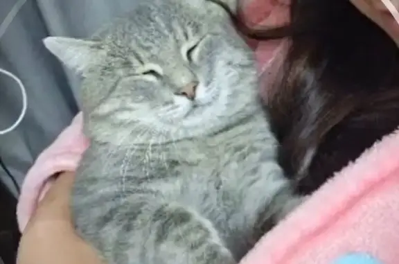 Пропала кошка, мужской пол, Колпинская улица, Волгоград - серый окрас, зелёные глаза - photo