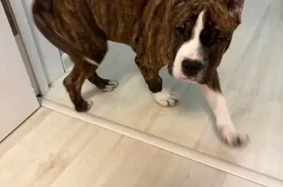 Найдена собака, Вологда, фото: Найден собака, улица Пугачёва, 44, Вологда