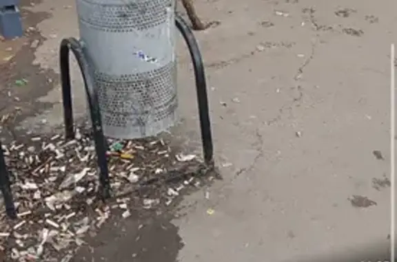 Найдена собака, Казань, фото: Найден собака, улица Химиков, 39, Казань