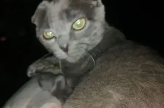 Пропал кот, улица Тевосяна, Электросталь - серый окрас - photo