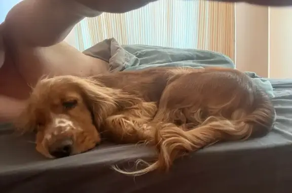 Пропала собака, 41К-308, Лесколово - английский кокер спаниель - photo