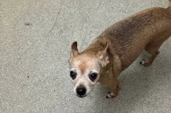 Пропала собака, женская, улица Маршала Захарова, 50 к1, Санкт-Петербург - старенькая рыжая - photo