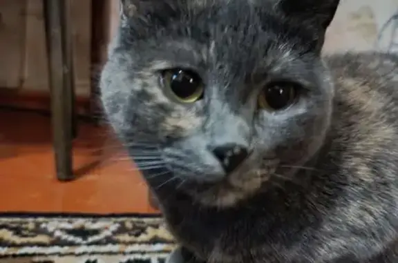 Пропала кошка, Магнитный переулок, 10, Новочеркасск - очень старая и боится людей - photo