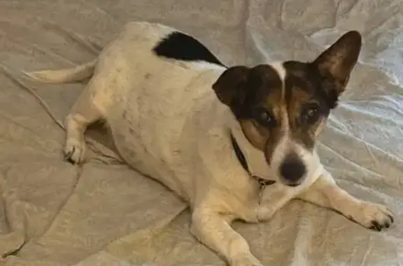 Пропала собака, женский пол, Технический переулок, Москва - photo