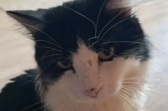 Найдена кошка, Краснодар, фото: Найден кот, Яснополянская улица, 16/1, Краснодар - кастрирован, добрый