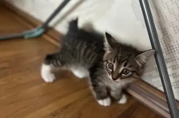 Найдена кошка, Чита, фото: Найдена кошка, улица Красных Коммунаров, 23, Чита - полосатый и добрый