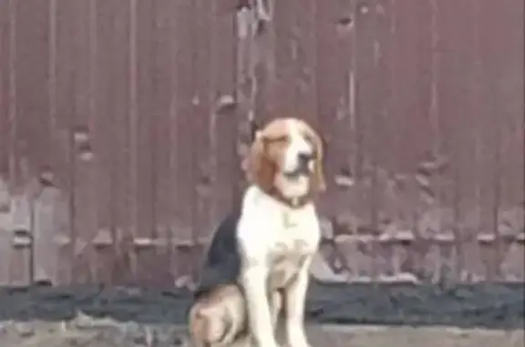 Найдена собака, Болтино, фото: Найдена собака, Болтино, Московская область - типичный триколор