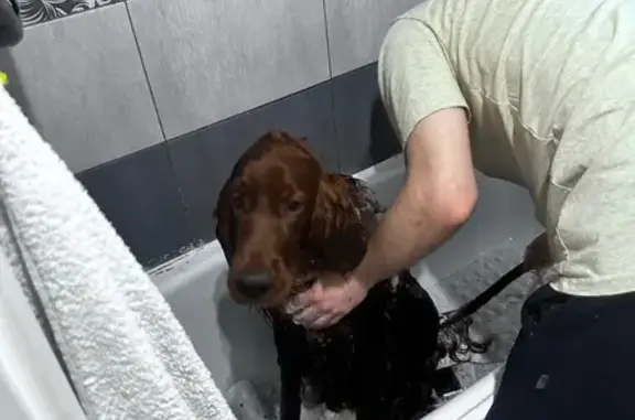 Найденные животные Красноярск, фото: Найден сеттер мужского пола, ул. Павлова 55, Красноярск