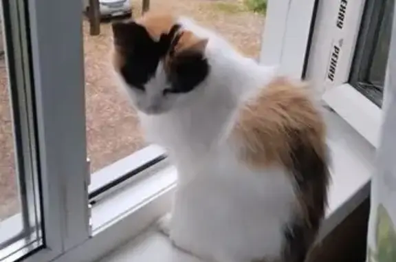 Пропала кошка, улица Скворцова, 25, Кострома - выбежала из квартиры - photo