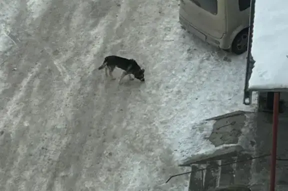 Найдена собака, Новосибирск, фото: Найдена собака, улица 9-й Гвардейской Дивизии, 16, Новосибирск - синий ошейник