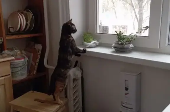 Пропала кошка, улица Маршала Жукова, Нижний Новгород - черепахой окрас - photo