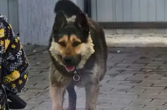 Найдена собака, Тюмень, фото: Найдена собака с ошейником, Южная улица, 549, Тюмень