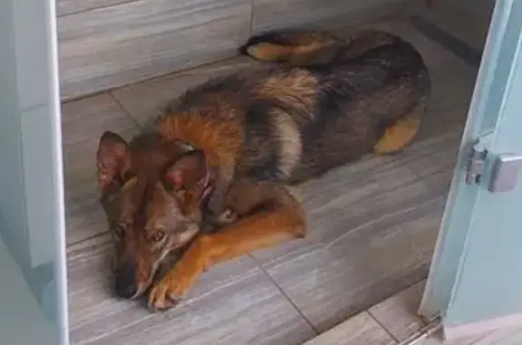 Пропала собака, женский пол, улица Молодогвардейцев, 64Б, Челябинск - похожа на помесь овчарки/лайки - photo