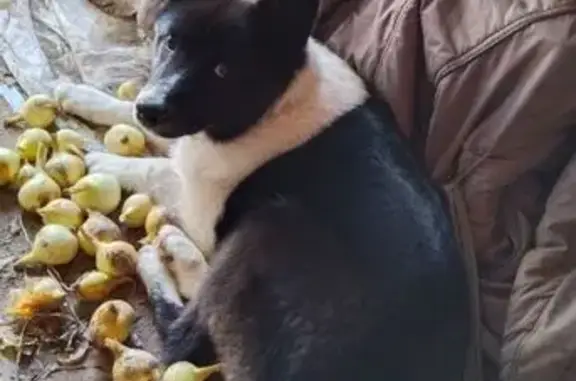 Найдена собака, Чуровское, фото: Найден собака, А-114, Чуровское сельское поселение, Чуровское