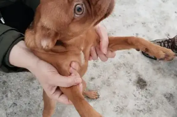 Найдена собака, Новосибирск, фото: Найден собака, Новогодняя улица, 21, Новосибирск - коричневый пёсик