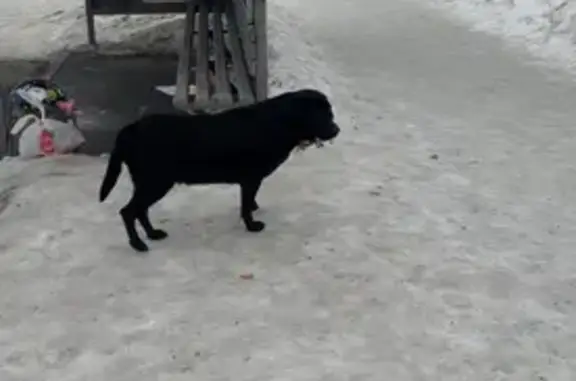 Найдена собака, Кемерово, фото: Найдена собака, проспект Шахтёров, Кемерово - черный лабрадор