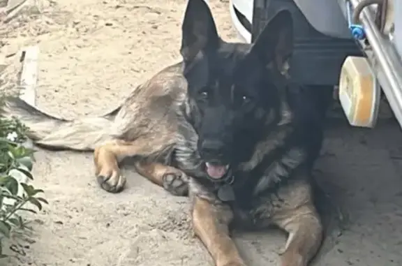 Пропала собака, Чембарская улица, 20, Волгоград - немецкая овчарка с жетоном - photo