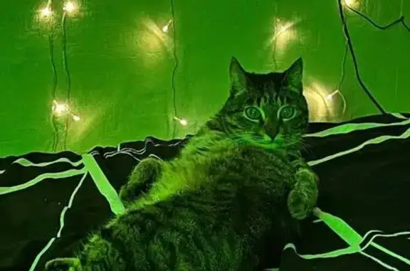 Пропал кот, проспект Славы, Копейск - полосатый окрас - photo