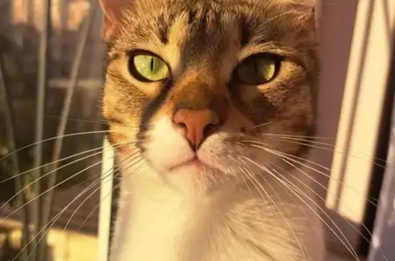 Пропала кошка, Лесная улица, 7, Сочи - трёхцветная с белой грудкой и лапами - photo