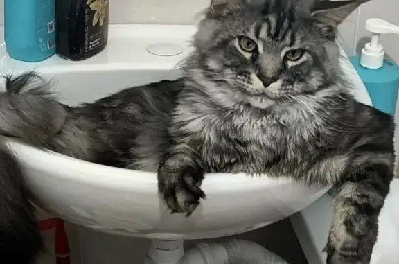 Пропал кот, улица Революции, 177Б, Ялуторовск - photo