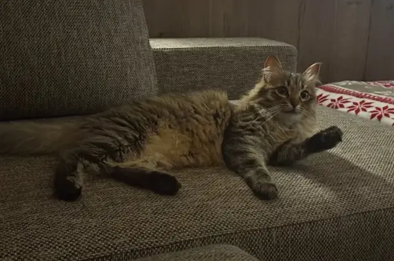 Пропала кошка, Сертоловская улица, 11, Парголово - с красным ошейником - photo