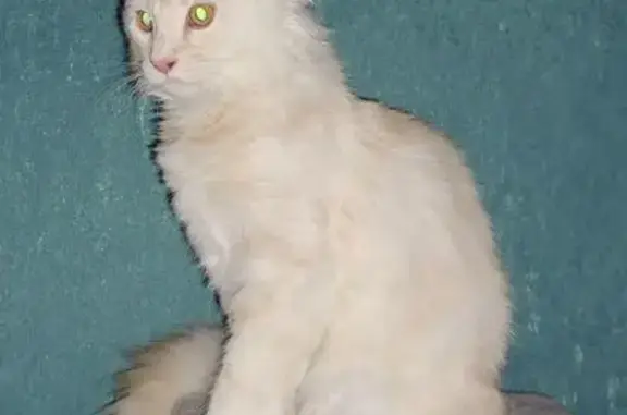 Пропал кот, улица Патриотов, 8, Екатеринбург - мейн-кун кремового окраса - photo