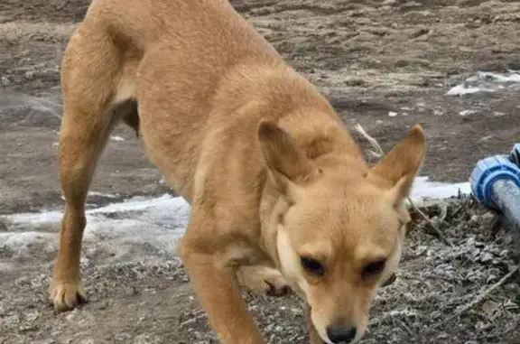 Найдена собака, Берёзовка, фото: Найден собака, Центральная улица, Берёзовка - рыжая, гладкошерстная, с коричневым ошейником