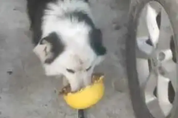 Пропал собака, улица Ногмова, Майкоп - чёрно-белый, добрый - photo