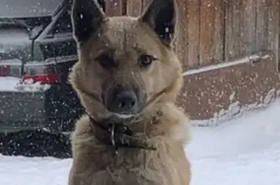 Пропал собака, мужской, Большая Подгорная улица, 141, Томск - в ошейнике - photo