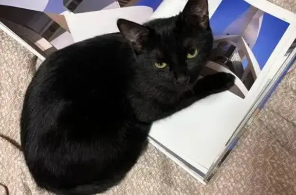 Пропала кошка, Шуваловский проспект, 88 к1, Санкт-Петербург - полностью черная с белым пятном на груди - photo