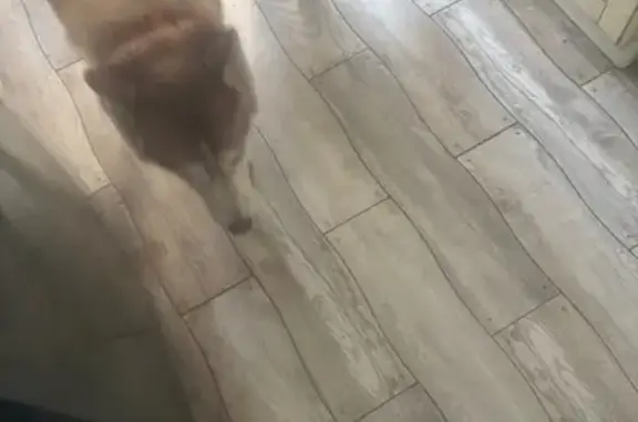 Найдена собака, Ростов-на-Дону, фото: Найдена собака, Пушкинская улица, Ростов-на-Дону - хаски по кличке Альма